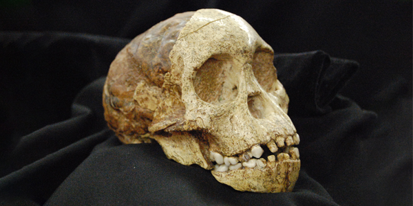 Taung child | Curiosity 19: #Disruption © https://www.wits.ac.za/curiosity/ Taung child | Curiosity 19: #Disruption © https://www.wits.ac.za/curiosity/